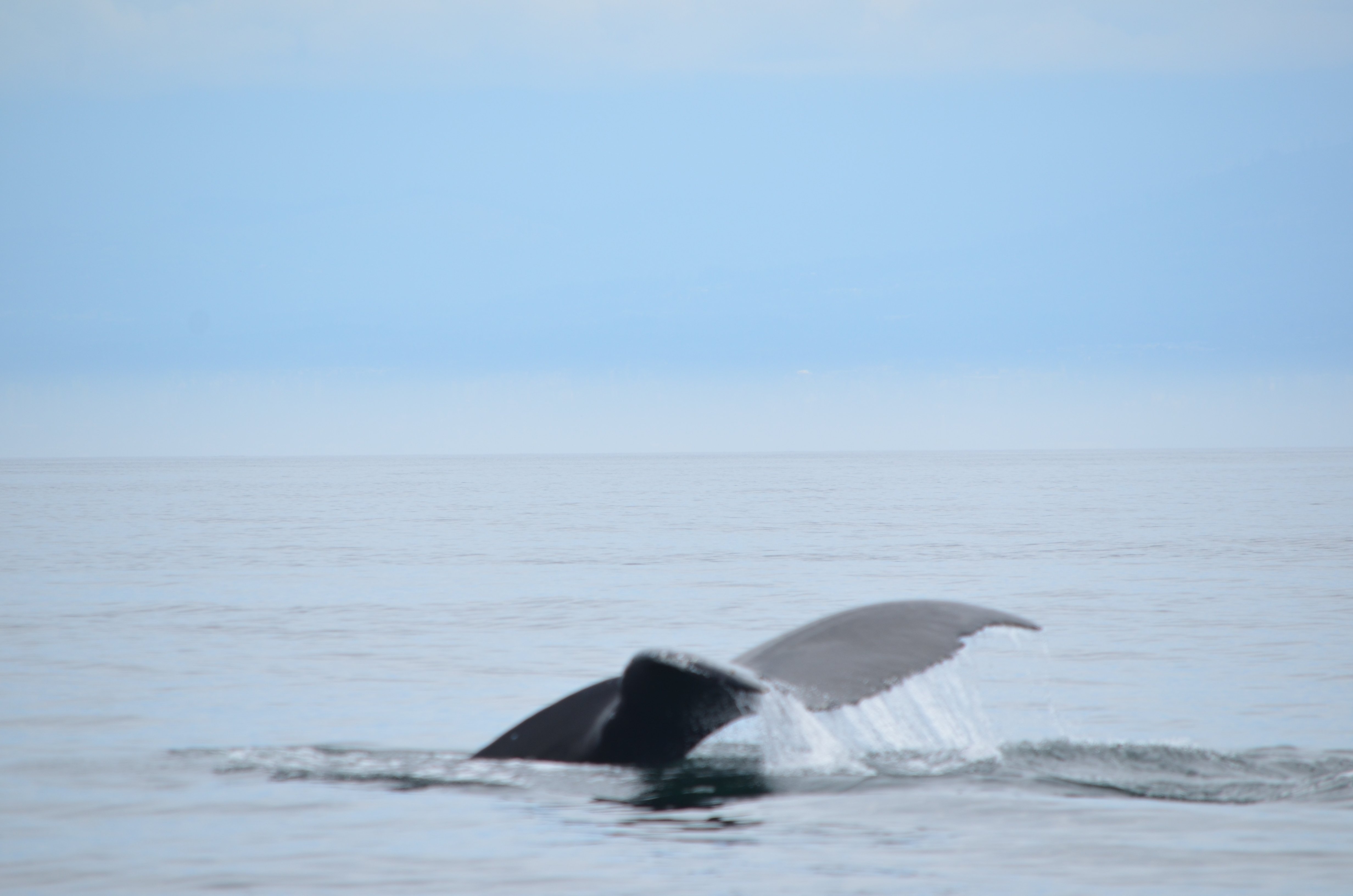photos/wildlife/Mammal_Species/Humpback Whale/DSC_0121.JPG